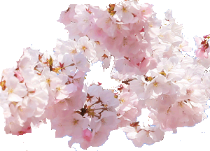 桜のデモ