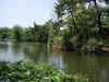 石神井(ﾎﾞｰﾄ)池2画像