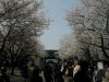 本殿桜画像