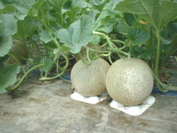 ���s�A���b�g