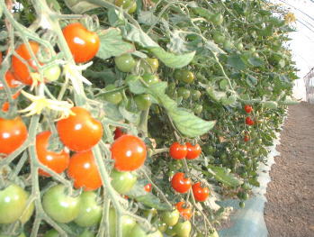 �~�j�g�}�g