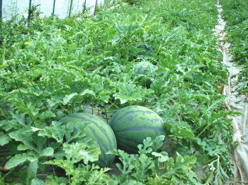 �X�@�C�@�J