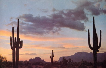saguaro1