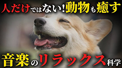 ドクター伊藤「健康百彩」人だけではない！動物も癒す　音楽のリラックス科学
