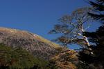赤松と韓国岳