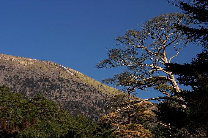 「松と韓国岳」左クリックで次の写真へ