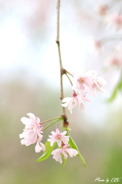 「枝垂れ桜」左クリックで次の写真へ