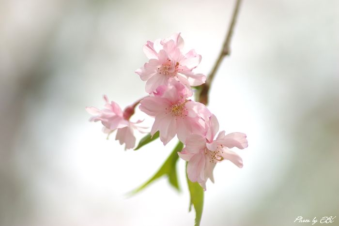 「枝垂れ桜」左クリックで次の写真へ