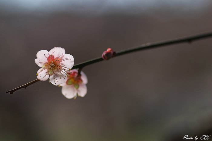「梅の花_05」左クリックで次の写真へ