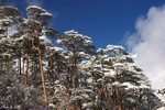 赤松の雪景色