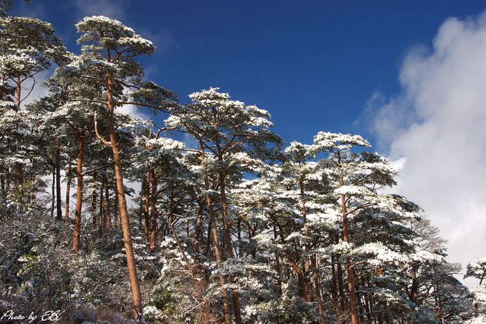 赤松と雪景色
