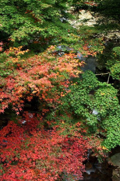 丸尾の滝の紅葉