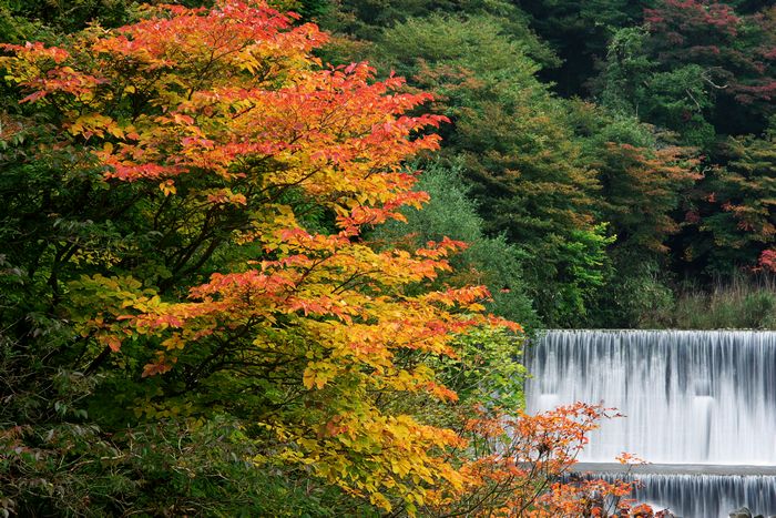 霧島川の紅葉