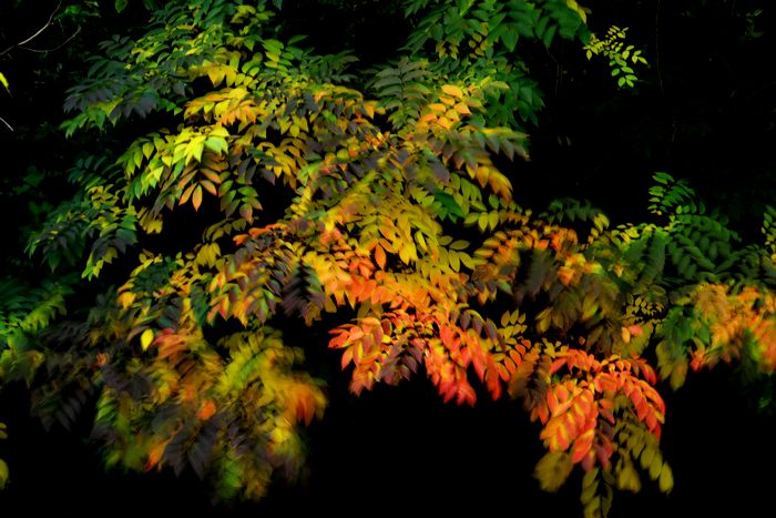 色付く櫨の樹（左クリックでサムネイル画像へ戻ります）