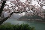 熊本県球磨郡水上村に有る市房ダム,周囲約13キロにおよそ10,000本の桜が咲きほこります 当日はあいにくの曇り空でしたが、満開の桜はとても綺麗でした 帰りに、人吉の梅園に咲く、桜と大畑(おこば)駅へ寄りました、ここも桜が綺麗です