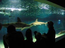 �t���[��