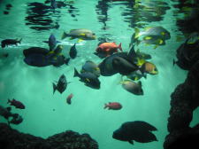 �t���[��