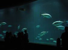 �t���[��