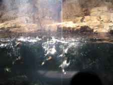 �t���[��