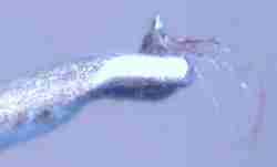 毛糸のマフラー?