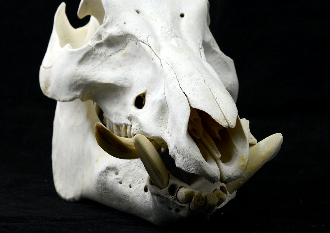 イノシシ頭骨　猪頭骨