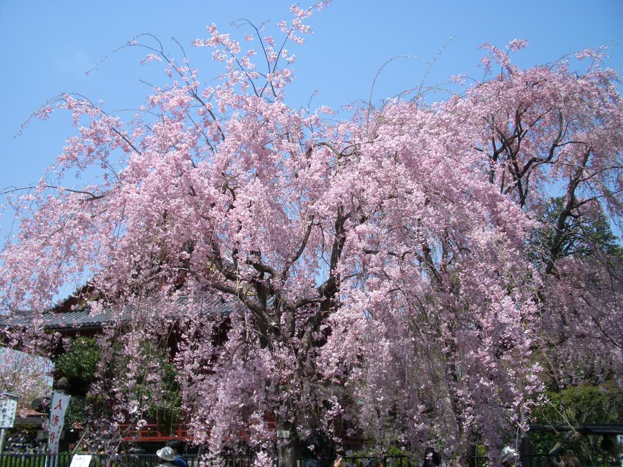 ���y�[�W�F�R�|���̂R�i���J�}������̗D���Ȏp�j�@�@