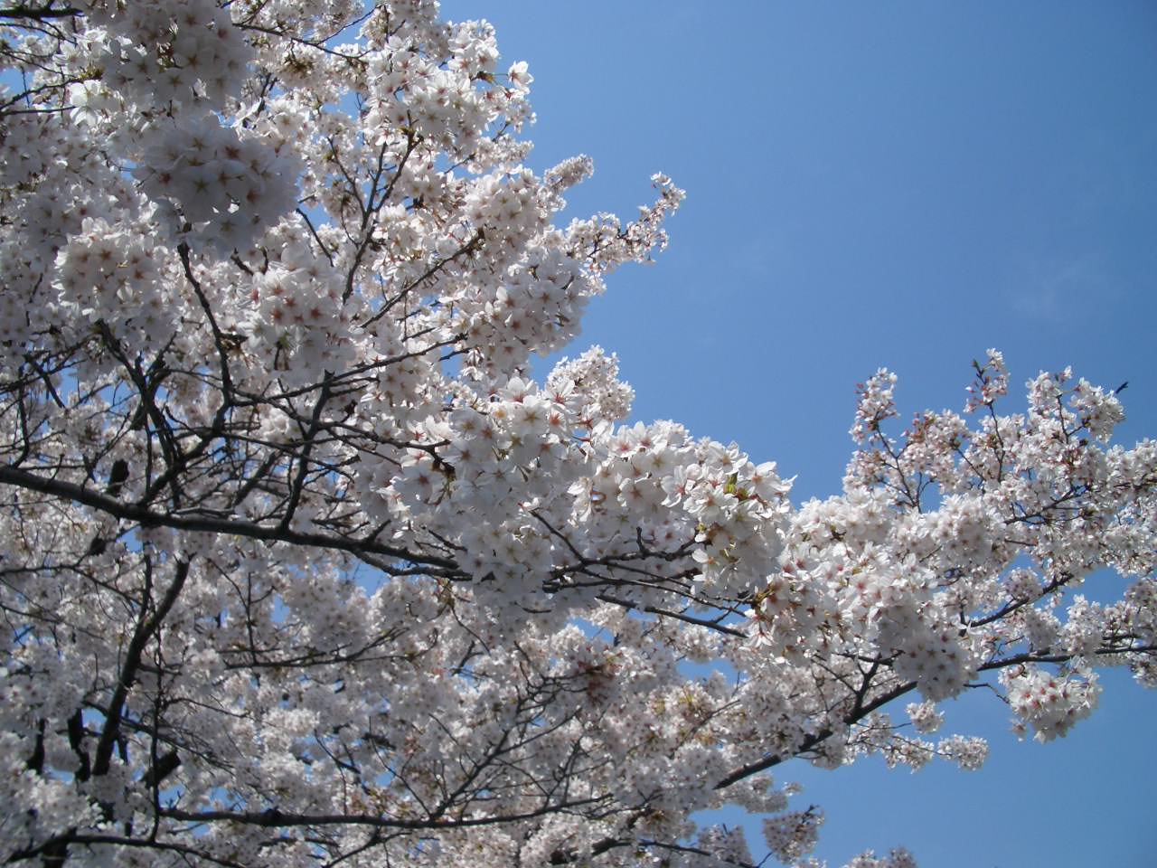 ���y�[�W�F�R�|���̂Q�i����ࣖ��̐���g��j�@�@�@�@�@�@