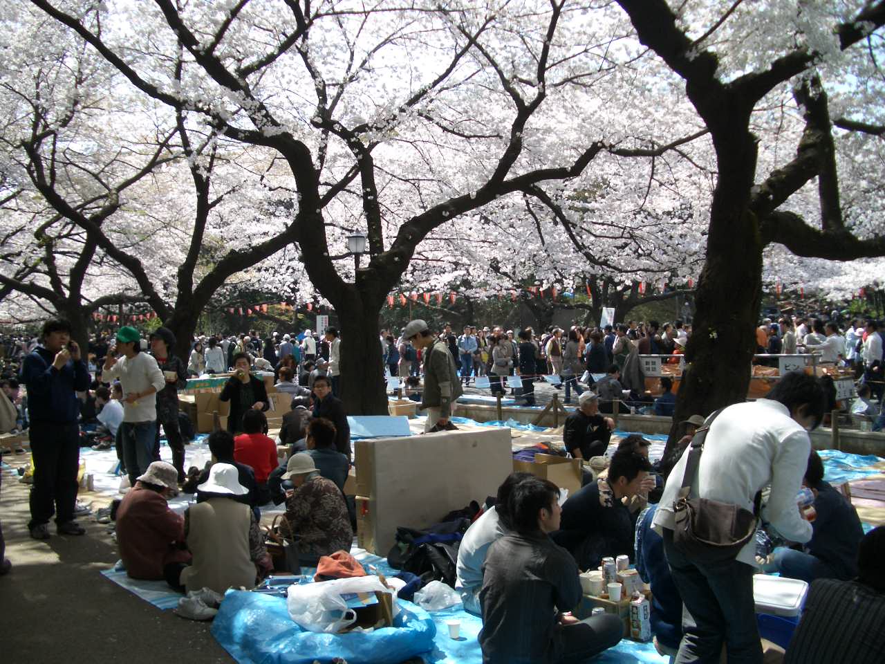 ���y�[�W�F�R�|���̂S�i�Ԃ��c�q���y���ށj�@�@�@�@�@