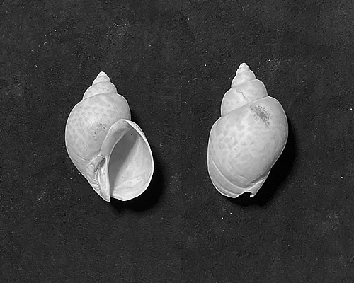 バイ | コレクターの貝化石図鑑 | 千葉県・茨城県他の更新統の貝化石