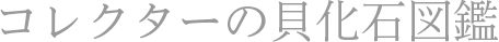 コレクターの貝化石図鑑